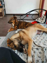 KAYA, Hund, Mischlingshund in Obermoschel - Bild 9