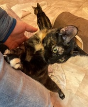 OLIVIA, Katze, Europäisch Kurzhaar in Villmar - Bild 2