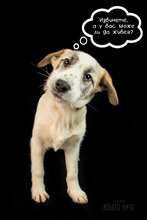 GOLEMIAT, Hund, Mischlingshund in Bulgarien - Bild 1