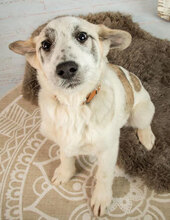 GOLEMIAT, Hund, Mischlingshund in Bulgarien - Bild 2