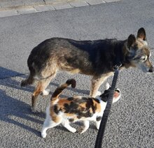 GRAUMAUSMISSY, Hund, Mischlingshund in Mainz - Bild 2