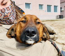 PANCHO, Hund, Mischlingshund in Bulgarien - Bild 2