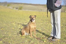 LILIKE, Hund, Mischlingshund in Ungarn - Bild 1