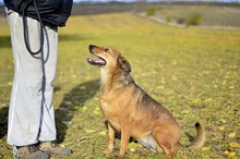 LILIKE, Hund, Mischlingshund in Ungarn - Bild 2