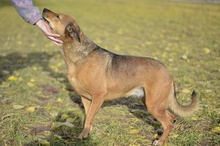 LILIKE, Hund, Mischlingshund in Ungarn - Bild 3