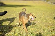 LILIKE, Hund, Mischlingshund in Ungarn - Bild 4
