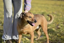 LILIKE, Hund, Mischlingshund in Ungarn - Bild 5