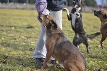 LILIKE, Hund, Mischlingshund in Ungarn - Bild 6