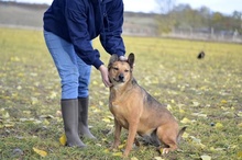 LILIKE, Hund, Mischlingshund in Ungarn - Bild 7