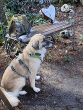 SODA, Hund, Mischlingshund in Italien - Bild 7
