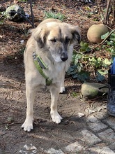 SODA, Hund, Mischlingshund in Bedburg - Bild 10