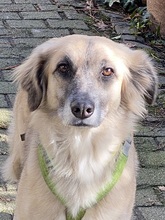 SODA, Hund, Mischlingshund in Bedburg - Bild 11