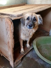 SODA, Hund, Mischlingshund in Bedburg - Bild 13