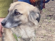 SODA, Hund, Mischlingshund in Bedburg - Bild 4