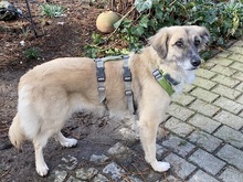 SODA, Hund, Mischlingshund in Bedburg - Bild 9