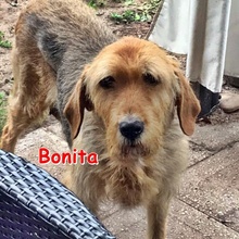 BONITA, Hund, Mischlingshund in Versmold - Bild 1