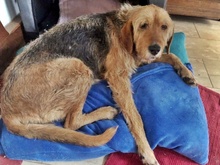 BONITA, Hund, Mischlingshund in Versmold - Bild 2