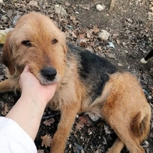 BONITA, Hund, Mischlingshund in Versmold - Bild 3