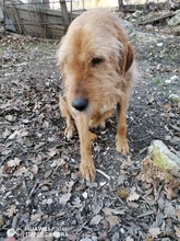 BONITA, Hund, Mischlingshund in Versmold - Bild 5