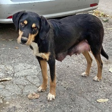 TARA, Hund, Mischlingshund in Bulgarien - Bild 1