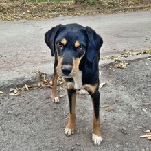 TARA, Hund, Mischlingshund in Bulgarien - Bild 2