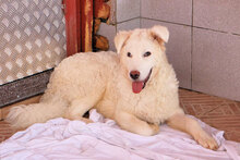 BIMBO, Hund, Mischlingshund in Italien - Bild 9