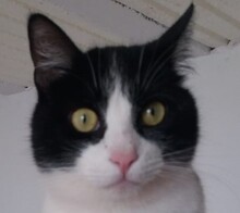 GOKU, Katze, Europäisch Kurzhaar in Spanien - Bild 1