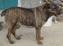SUSI, Hund, Mischlingshund in Griechenland - Bild 4