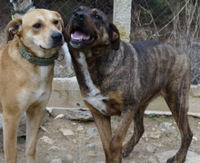 SUSI, Hund, Mischlingshund in Griechenland - Bild 5