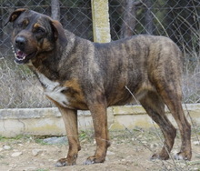 SUSI, Hund, Mischlingshund in Griechenland - Bild 6