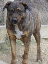 SUSI, Hund, Mischlingshund in Griechenland - Bild 7