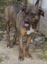 SUSI, Hund, Mischlingshund in Griechenland - Bild 8