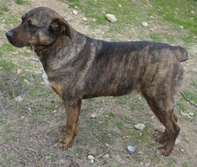 SUSI, Hund, Mischlingshund in Griechenland - Bild 9