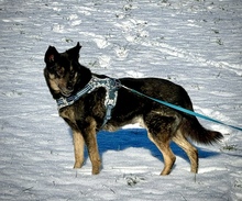NELLO, Hund, Mischlingshund in Berg - Bild 1