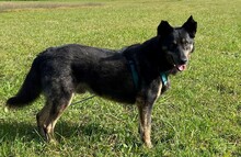 NELLO, Hund, Mischlingshund in Berg - Bild 10