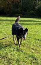 NELLO, Hund, Mischlingshund in Berg - Bild 11