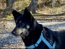 NELLO, Hund, Mischlingshund in Berg - Bild 13