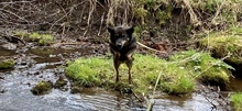 NELLO, Hund, Mischlingshund in Berg - Bild 15
