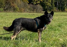 NELLO, Hund, Mischlingshund in Berg - Bild 16