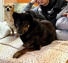 NELLO, Hund, Mischlingshund in Berg - Bild 17