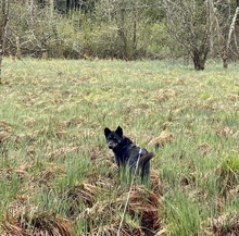 NELLO, Hund, Mischlingshund in Berg - Bild 18