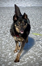 NELLO, Hund, Mischlingshund in Berg - Bild 19