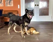NELLO, Hund, Mischlingshund in Berg - Bild 23