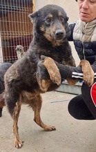 NELLO, Hund, Mischlingshund in Berg - Bild 24