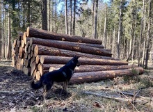NELLO, Hund, Mischlingshund in Berg - Bild 25