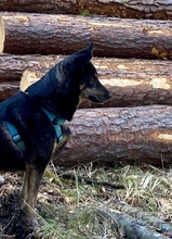 NELLO, Hund, Mischlingshund in Berg - Bild 26
