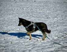 NELLO, Hund, Mischlingshund in Berg - Bild 27