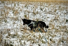 NELLO, Hund, Mischlingshund in Berg - Bild 28