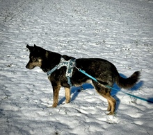 NELLO, Hund, Mischlingshund in Berg - Bild 29