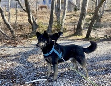 NELLO, Hund, Mischlingshund in Berg - Bild 3